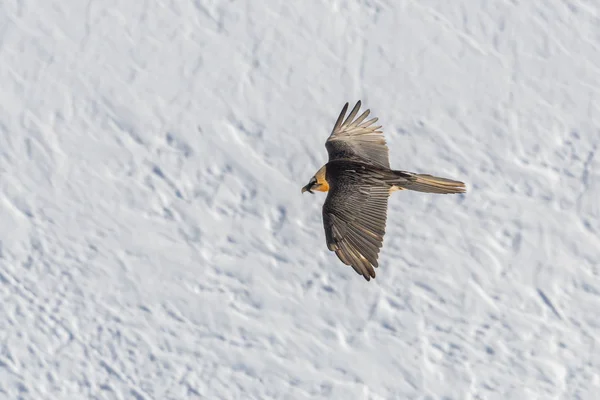 Vousatý supi (gypaetus barbatus) za letu, sněhové pole — Stock fotografie