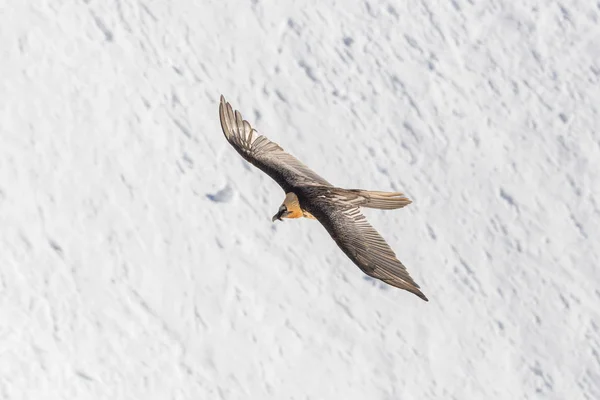Dospělý vousatý supi (gypaetus barbatus) plující přes sníh — Stock fotografie