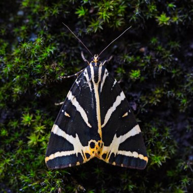 yakın çekim görünümü Jersey kaplan (euplagia quadripunctaria)