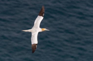 dalgalı mavi deniz üzerinde uçan bir gannet (morus bassanus)