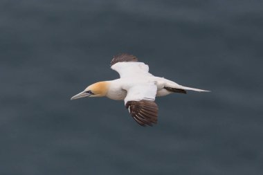 yakın çekim bir uçan gannet kuşu (morus bassanus), mavi deniz