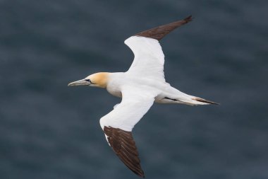 izole gannet (morus bassanus) mavi deniz üzerinde uçan