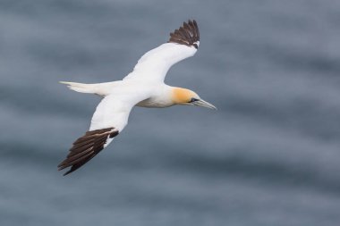 izole gannet (morus bassanus) deniz üzerinde uçuş