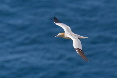 yakın çekim gannet (morus bassanus) mavi deniz üzerinde uçan