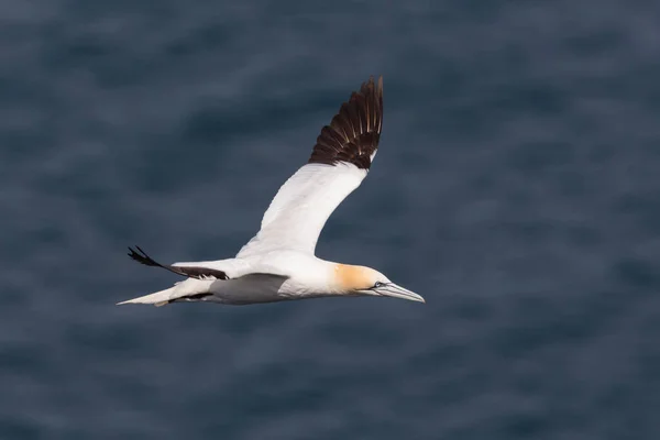 side view flying gannet (morus bassanus), wavy blue sea