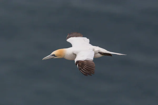 Primer plano un ave voladora del alcatraces (morus bassanus), mar azul —  Fotos de Stock