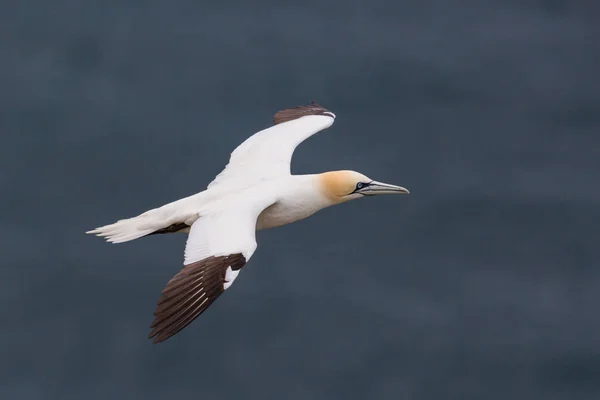 Alcatraces (morus bassanus) volando sobre el mar con alas desplegadas — Foto de Stock