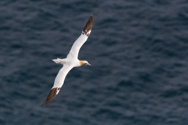 Un alcatraces aislado (morus bassanus) volando sobre el mar, ganar propagación — Foto de Stock