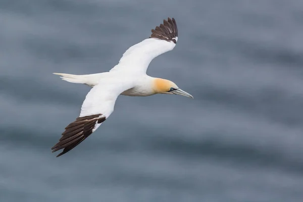 Isolated gannet (morus bassanus) in flight over sea — Stock Photo, Image