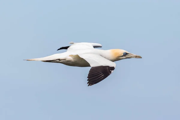 Close side view flying gannet (morus bassanus), spread wings — Stock Photo, Image