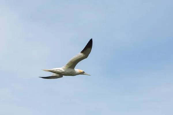 Fantule volante (morus bassanus) en vol, ailes déployées — Photo