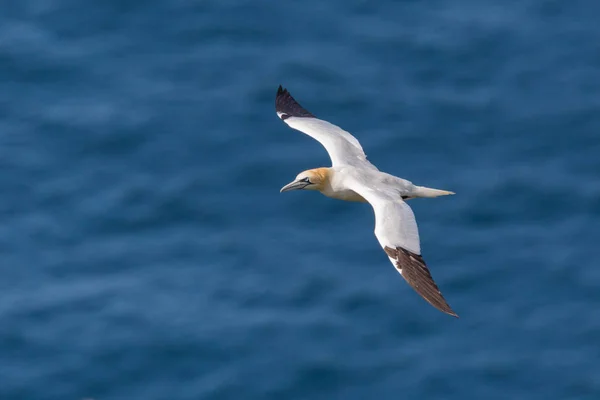 Närbild Gannet (Morus bassanus) flyger över blått hav — Stockfoto