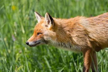 yan görünümü kırmızı tilki (vulpes) yeşil çim ile yürüyüş