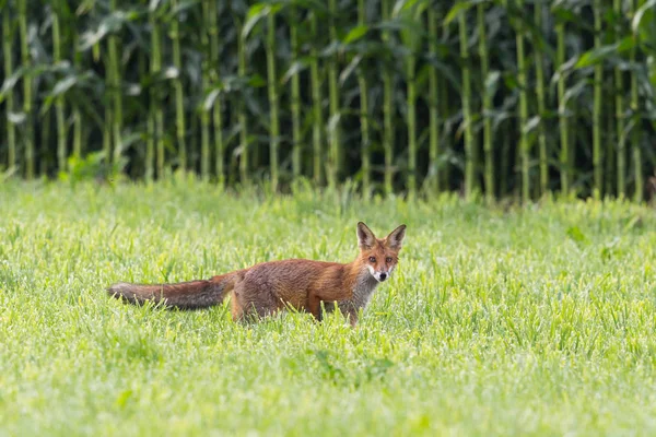 Jeden czerwony lis (Vulpes) stojący na łące przed polem kukurydzy — Zdjęcie stockowe