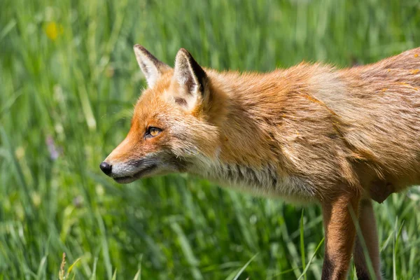 Widok z boku czerwony lis (Vulpes) chodzenie przez zieloną trawę — Zdjęcie stockowe