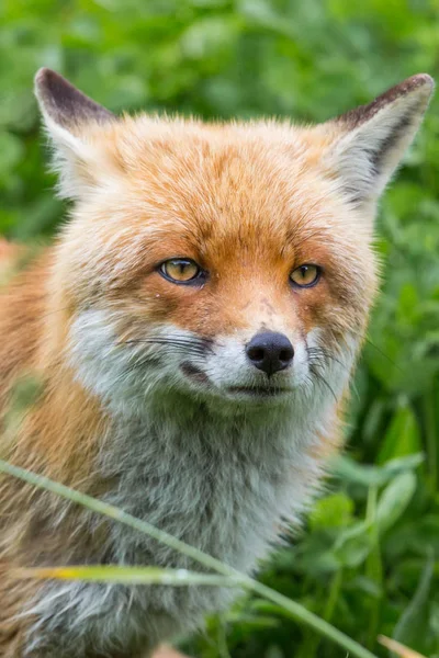 Closeup red fox (vulpes) standing in green meadow — Stock Photo, Image