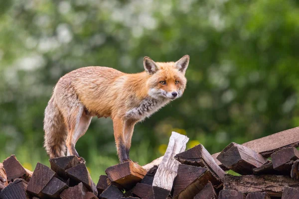 Bir dişi kırmızı tilki (vulpes) ahşap günlükleri üzerinde duran — Stok fotoğraf