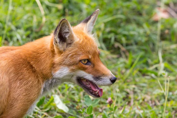 Yeşil çayırda yakın çekim kırmızı tilki kafası (vulpes) — Stok fotoğraf