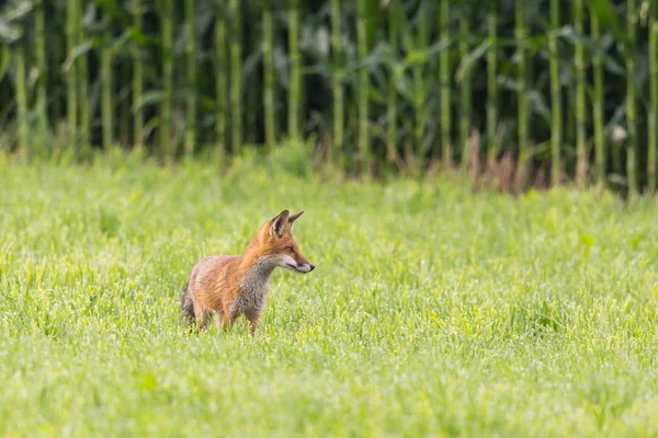 Vörös róka (Vulpes) álló zöld rét előtt búzatábla — Stock Fotó