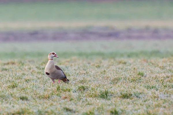 Jedna gęś Nilu (Alopochen aegyptiaca) stojąca w zamarzniętej łące — Zdjęcie stockowe