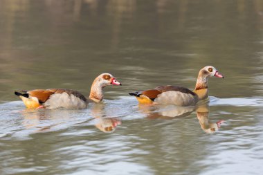 iki mısır nil kazları (alopochen aegyptiaca) suda yüzme