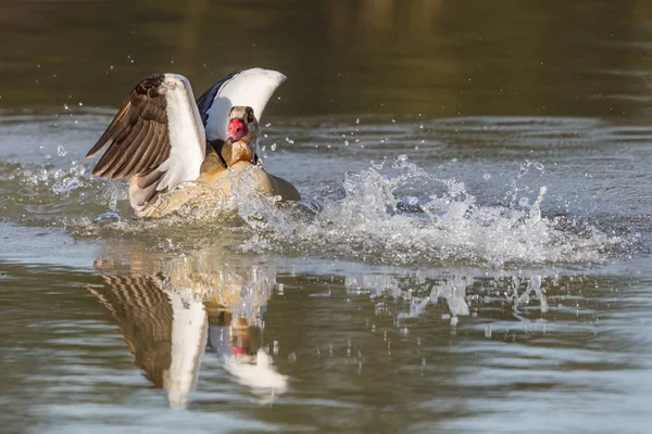 nile goose (alopochen aegyptiaca) splashing on water surface