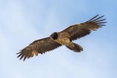 izole genç sakallı akbaba (gypaetus barbatus) uçuş