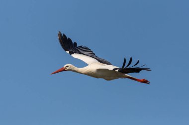 yakın çekim izole uçan beyaz leylek (ciconia ciconia) mavi s