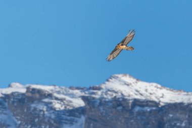 sakallı akbaba (gypaetus barbatus) uçuş, kar kaplı mounta