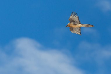 sakallı akbaba (gypaetus barbatus) bulutlu mavi gökyüzünde uçan