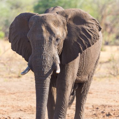 ön görünüm afrika fili (loxodonta africana) savana