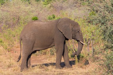 yan görüş yakın afrika fili (loxodonta africana) otlatma