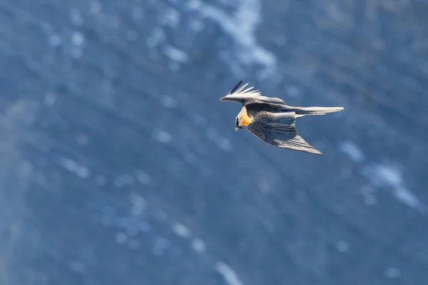 Vousatý SUP (gypaetus barbatus) v letu na skalnaté skále — Stock fotografie