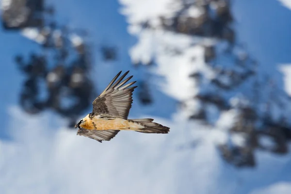 Abutre barbudo (gypaetus barbatus) voando, rochas, neve — Fotografia de Stock