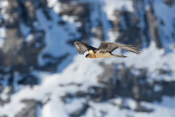 Vousatý supi (gypaetus barbatus) v letu v skalnaté krajině — Stock fotografie