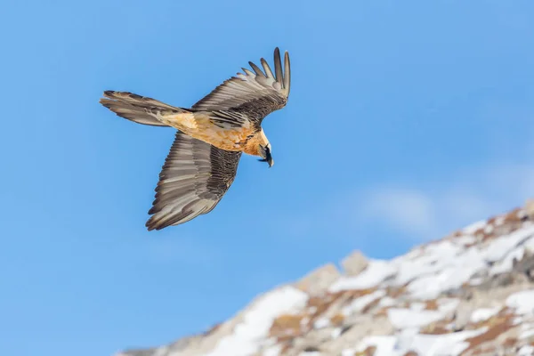 Dospělý vousatý supi (gypaetus barbatus) v letu, skály — Stock fotografie