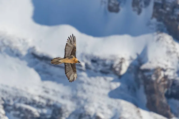 yetişkin sakallı akbaba (gypaetus barbatus) uçuş, kar, kayalar