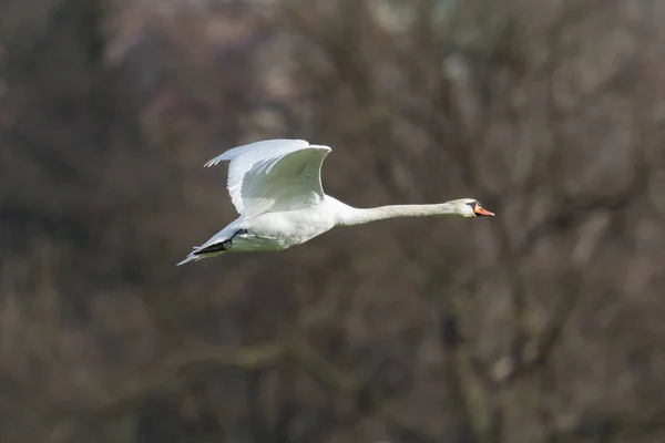 O lebădă mută albă (cygnus olor) care zboară, pădure — Fotografie, imagine de stoc