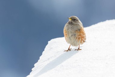kar da ayrıntılı görünüm alp accentor kuş (prunella collaris)