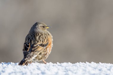 kışın yakın çekim alp accentor kuş (prunella collaris), sno