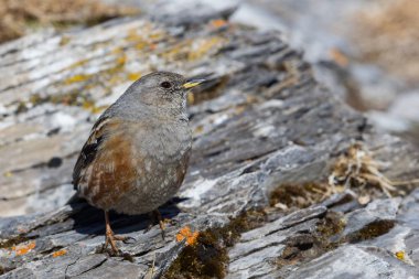 bir alp accentor (prunella collaris) kayalar üzerinde duran
