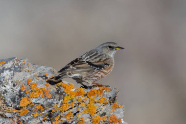 yakın çekim alp accentor (prunella collaris) kaya üzerinde duran
