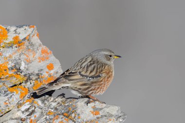 yan görünüm alp accentor (prunella collaris) kaya üzerinde duran