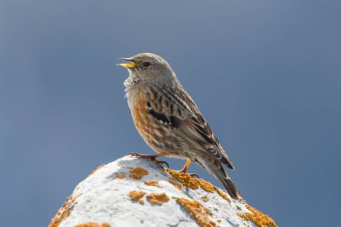 izole alp accentor (prunella collaris) kaya üzerinde duran