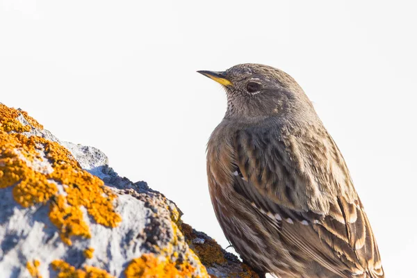 Acento alpino de primer plano (prunella collaris) sobre roca —  Fotos de Stock