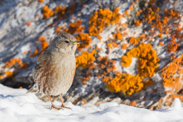 alpine accentor bird (prunella collaris) standing on snow