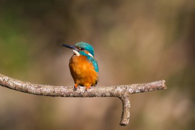 erkek ortak kingfisher (alcedo atthis) levrek üzerinde oturan
