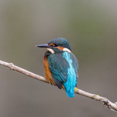 genç ortak kingfisher (alcedo atthis) levrek üzerinde oturan