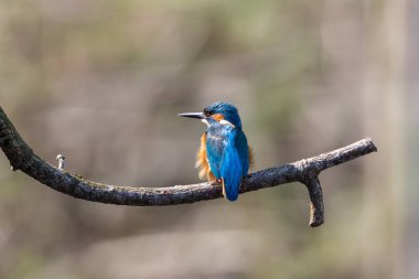 erkek kingfisher kuş (alcedo atthis) bir ağaç dalı üzerinde oturan