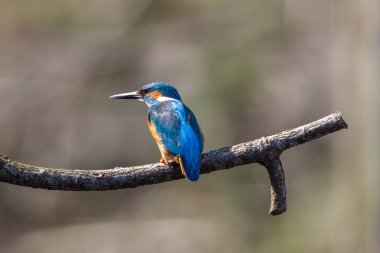 erkek kingfisher kuş (alcedo atthis) bir levrek üzerinde oturan